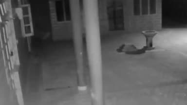 करसोग: जिला मंडी के करसोग के नालागली में पालतू कुत्ते का शिकार करने आंगन में आए दो तेंदुए, घटना का सीसीटीवी फुटेज हुआ वायरल