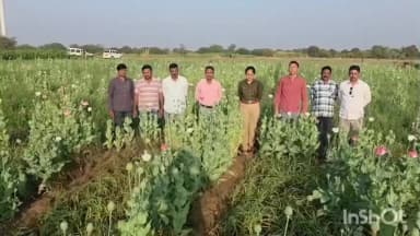 वाशी: ठाकरे गटाच्या उप-तालुकाप्रमुखाच्या शेतात अफूची शेती, वाशीतील पदाधिकारी निलंबित