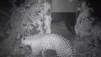 सावर: मेवदाकलां में फिर दिखा पैंथर, पिंजरे के पास घूमकर लौटा, वन विभाग के हाथ खाली, फुटेज चेक करने पर दिखा पैंथर