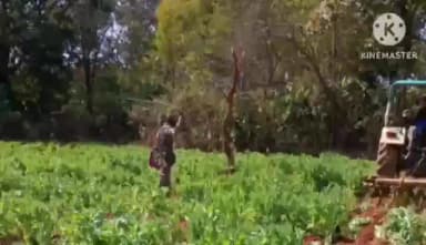 खूंटी: खूंटी में 10 एकड़ में फैली अवैध अफीम की खेती नष्ट की गई