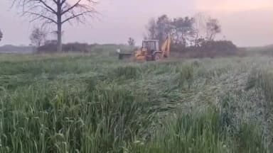 भानपुर: अजगैवा जंगल ग्राम पंचायत में सरकारी भूमि पर अवैध रूप से बोई गई फसल पर चला प्रशासन का बुलडोजर