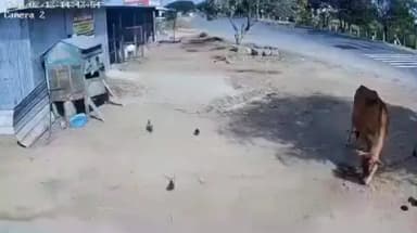 ராசிபுரம்: வீட்டின் முன்பு கூண்டில் இருந்த புறாக்களை இருவர் திருடி செல்லும் சிசிடிவி காட்சி வெளியாகி வைரலாகி வருகிறது