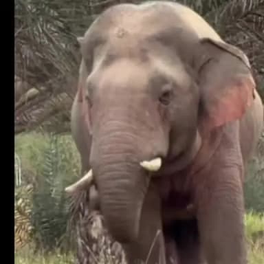 सतगावां: हाथियों का कोहराम जारी, मीरगंज पंचायत में हाथियों ने किसानों की फसल बर्बाद की