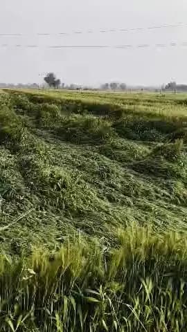काकड़दा गांव में 18 फरवरी को हुई तेज बारिश और तेज हवाओं से गेहूं की फसल हुई चौपट बहुत भारी नुकसान हुआ