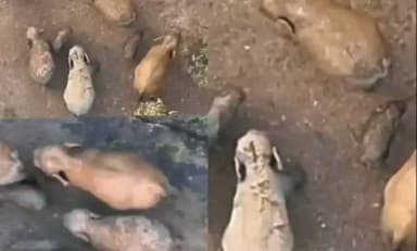 लैलूंगा: रायगढ़ के जंगलों में 'प्रकृति का परिवार' - शावकों की सुरक्षा के लिए अभेद्य घेरा बनाकर चला हाथियों का दल