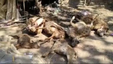 রাইপুর: ঘুম ভাঙতেই চমক! হেত্যাগাড়ায় গোয়ালঘরে মৃত ৭ ভেড়া, নিখোঁজ আরও ৩