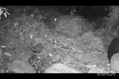 আজাৰা: ৰাণীত ভালুকৰ মুক্ত বিচৰণৰ দৃশ্য বন্দী