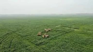 दिघलबैंक: दिघलबैंक के सीमावर्ती क्षेत्र में जंगली हाथियों का डेरा, बिजली के खंभे और घर तोड़े