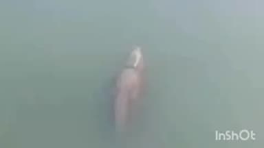 डही: धरमराय में नर्मदा नदी में दिखा मगरमच्छ, चौकीदार कैलाश सोलंकी ने बनाया वीडियो