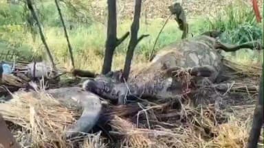 हरनौत: फलहनमा गांव में आग से 2 मवेशियों की जलकर मौत, आग बुझाते समय पशुपालक का पुत्र झुलसा, मुआवजे की मांग