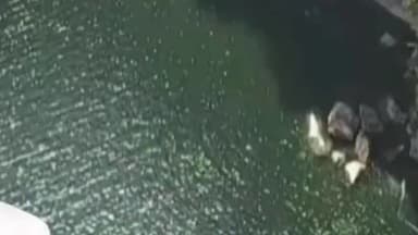 सिरमौर: रीवा: चार दिन से लापता 10वीं की छात्रा का शव क्योटी जलप्रपात में मिला, क्षेत्र में सनसनी