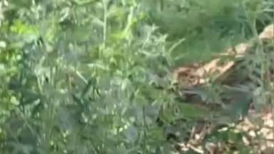 चंदौसी: राजथल में भाजपा नेता के पेड़ों की कटाई का मामला सामने आया, सरकारी पेड़ भी काटे, मौके पर वन विभाग व थाना पुलिस पहुंची