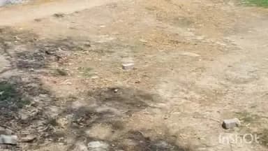 महाराजगंज: बछरावां थाना परिसर में पागल सियार का आतंक, सिपाही और कुत्ते के बच्चों को बनाया निशाना, वीडियो हुआ वायरल