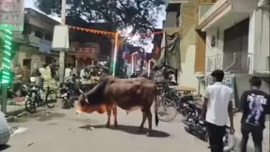 सिराथू: दारानगर में आवारा पशुओं की भरमार, सड़क पर खड़े रहने से लोगों को आने-जाने में हो रही दिक्कत, जिम्मेदार बने अनजान