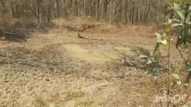 धमतरी: जंगल में रहने वाले वन्यप्राणी पानी के लिए भटक रहे हैं, आबादी क्षेत्रों की ओर कर रहे हैं रुख