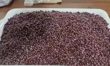 మేడ్చల్: మేడ్చల్లో 3000 కిలోల నకిలీ పత్తి విత్తనాలు పట్టుకున్న పోలీసులు