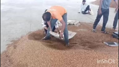 प्रतापगढ़: समर्थन मूल्य केंद्र पर सरसों की खरीद ठप, चने की खरीद धीमी रफ्तार से जारी