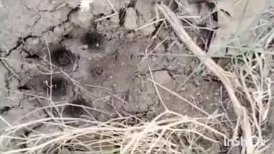 वल्लभनगर: टुस डांगियान गांव में पैंथर की दस्तक से छाई दहशत, खेतों में मिले पैंथर के पगमार्क, पिंजरा लगाने की मांग