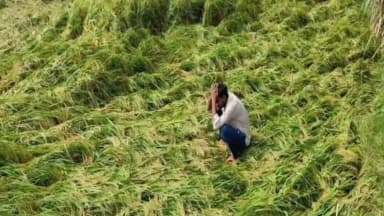 सोहावल: मसौधा में बेमौसम आंधी और बारिश से फसलों को हुआ भारी नुकसान