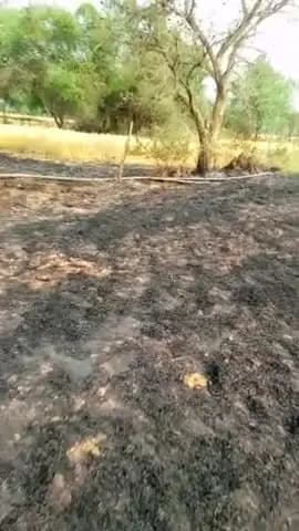 ग्राम घघरी कला में विद्युत विभाग के लापरवाही से किसानों के खड़ी फसल में आग लग जाने से किसानों की फसल जल गई
