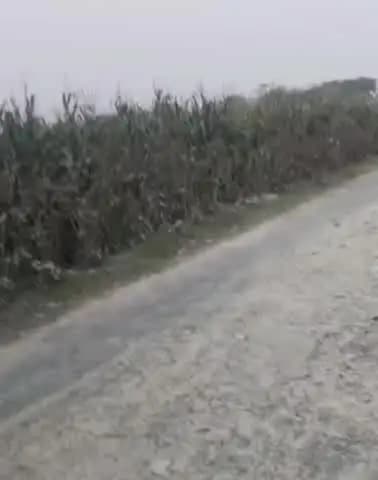 दिघलबैंक: पीपला सहित सीमावर्ती गांवों में जंगली हाथियों का आतंक, फसलें बर्बाद, किसान परेशान