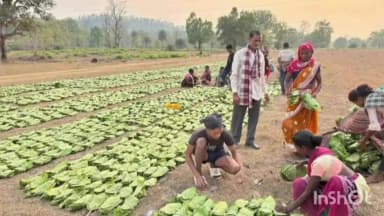 सुकमा: पहली बार नक्सल प्रभावित हिड़मा के गांव पूवर्ती और पापा राव के गांव निमाईगुड़ा में होगी तेंदूपत्ता की खरीदी