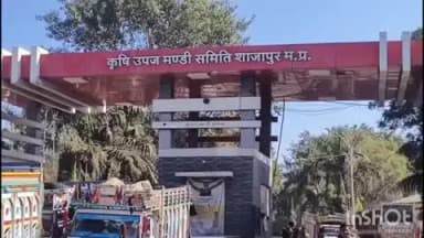 शाजापुर: शाजापुर मंडी में आज 14,411 क्विंटल आवक, सोयाबीन ₹5656 और सरसों ₹6226 तक बिकी