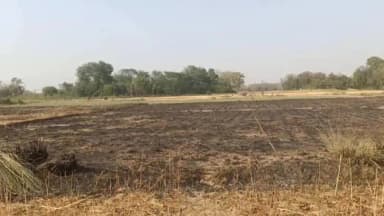 हर्रैया: पकड़ी चौहान गांव में अज्ञात कारणों से लगी आग, किसानों की गन्ने की फसल हुई जलकर नष्ट