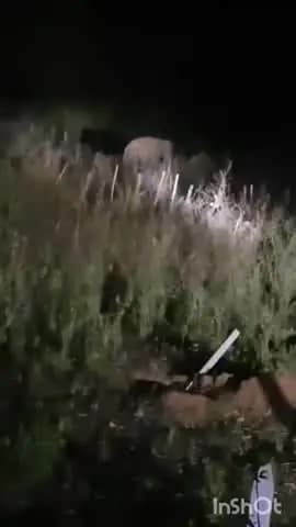 ଜି ଉଦୟଗିରି: ପଦା ସାହିରେ ଦୁଇଟି ଦନ୍ତା ହାତୀ, ଲୋକେ ଭୟଭୀତ