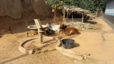 रामगढ़: रामगढ़ के धोबनी में चापानल कई वर्षों से खराब, पेयजल की किल्लत, लोग चापानल में बांध रहे मवेशी