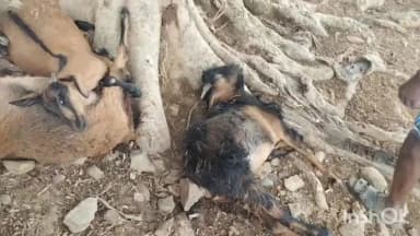 अंबिकापुर: बतौली क्षेत्र अंतर्गत ग्राम गोविंदपुर में मौसम में अचानक बदलाव के बाद बिजली गिरने से 17 मवेशियों की हुई मौत