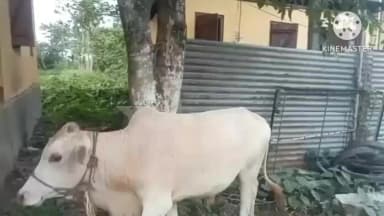 নগাঁও: হাতীচোং কুমাৰচুক পথাৰৰ পৰা গৰু চুৰি কৰি ধৰা পৰিল গৰু চোৰ,চমজাই দিয়ে জাজৰি আৰক্ষীক