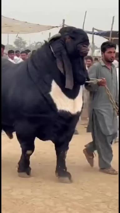 माशाल्लाह 280 kg का यह बकरा चेहरा अजूबा है