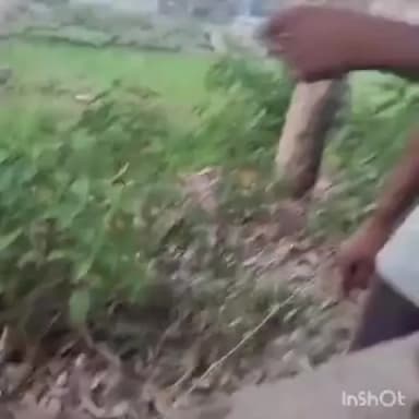 ऊंचाहार: सरेनी ग्राम पंचायत में बिना नीलामी प्रधान पर पेड़ कटवाने का आरोप, डीएम से की गई शिकायत