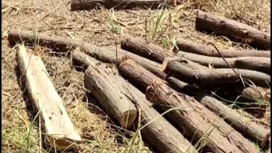 खेरागढ़: कागरौल के TTZ क्षेत्र में अवैध रूप से हरे पेड़ काटने पर बड़ी कार्रवाई, एक आरोपी को किया गया गिरफ्तार