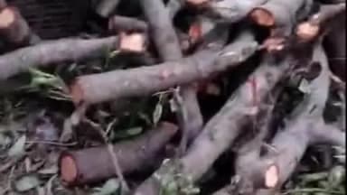 आंवला: आंवला में 200 साल पुराना पेड़ काटने का विरोध, निवासियों ने एसडीएम से शिकायत कर कार्रवाई की मांग की