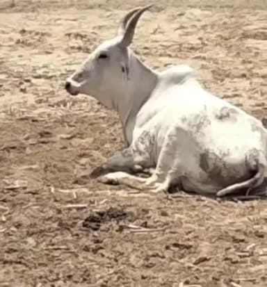 नगर: गांव मोराका में घायल अवस्था में खेत पर बैठी गाय का गौरक्षा दल के सदस्यों ने किया रेस्क्यू