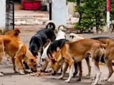 राजूरा: राजुराज भटक्या कुत्र्यांवर नियंत्रणासाठी नगरपरिषदची कठोर भूमिका