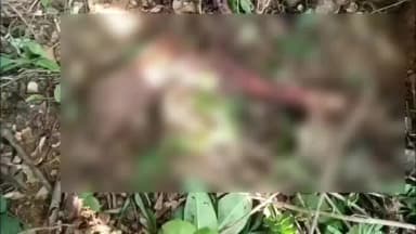 କରଞ୍ଜିଆ: କୁମୁଡାବାଡ଼ି ଗାଁ ରାଜାମ୍ ସାହି ନିକଟ ଜଙ୍ଗଲରେ ମିଳିଲା କ୍ଷତାକ୍ତ ଦୁଇ ଗୋଡ଼ ସହ ଲୁଙ୍ଗି; ବାଘ ଖାଇଥିବା ସନ୍ଦେହ