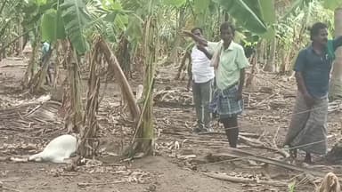 திண்டுக்கல் மேற்கு: பித்தளைப்பட்டியில் மின்சார தாக்கி ஒரு மாடு 4 ஆடு உயிரிழப்பு 2 பேர் அதிர்ஷ்டவசமாக உயிர் தப்பினர்