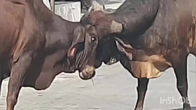 બગસરા: બગસરા શહેરમાં બે આંકલાવો બાખડયા સ્થાનિક લોકોમાં ભયનો માહોલ...