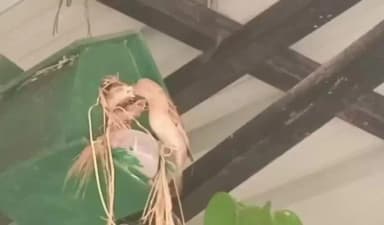 कुरूद: नन्ही गौरैया को बचाने युवक ने छेड़ी मुहिम, अब गांव के चारों ओर सुनाई पड़ती है गौरैया की चहचहाहट