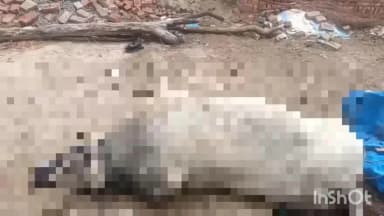 अमेठी: इलाज के अभाव में आवारा सांड की मौत, ग्रामीणों ने जताई नाराजगी; समाजसेवी ने अपने खर्च पर कराया अंतिम संस्कार