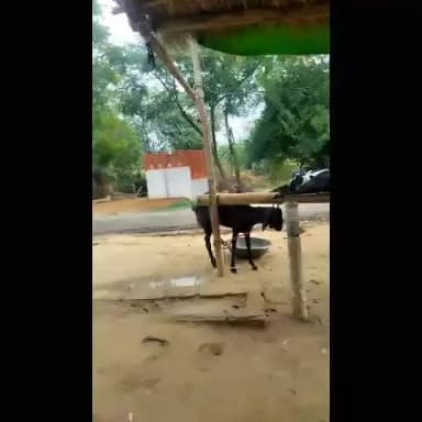 सुबह का मौसम था और मैं बकरियों के वीडियो बना दी आज तक वीडियो में देख