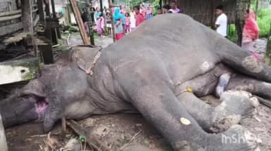 ধেমাজি: জোনাইত বিশ্ব পৰিৱেশৰ দিনাই অঘটন,
খাদ্যৰ সন্ধানত অহা প্ৰায় ৬০ বছৰীয়া এটা হাতী বিদ্যুৎ পৃষ্ঠ হৈ কৰুন মৃত্যু