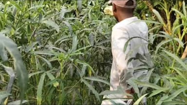 ইংরেজবাজার: মালদহে দু টাকা কেজি দরে বিক্রি হচ্ছে ভেন্ডি! সমস্যায় চাষীরা