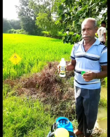 रायपुर: नैनो उर्वरक के उपयोग से धान उत्पादन में वृद्धि, लागत में आई कमी, जानिए कैसे किसान कर रहे हैं कम लागत में ज्यादा उत्पादन