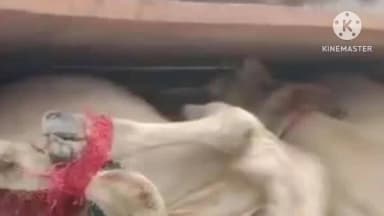 বোকাখাত: কাজিৰঙাত বাগৰি আৰক্ষীৰ অভিযানত ২৮ টা গৰু সহ, চোৰাং গৰু ভৰ্তি দুখনকৈ বলেৰ বাহন জব্দ আৰক্ষীৰ