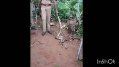 കോഴഞ്ചേരി: പുത്തൻ പീടിക ഷട്ടർ മുക്കിലുള്ള വീട്ടിലെ കോഴിക്കൂട്ടിൽ പെരുമ്പാമ്പ് കയറി
