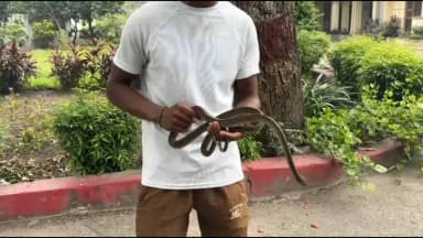 टांडा: टांडा क्षेत्र में जंगल से सिंटू स्नेक ने पकड़ा जहरीला सांप, बेजुबान जानवरों के हित के लिए करते हैं कार्य